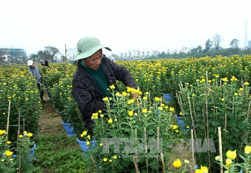 Làng hoa Đông Giang tất bật chuẩn bị Tết ảnh 1